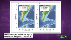 Why Killer Whales Migrate (It's Not Why You Think) Instructional Video