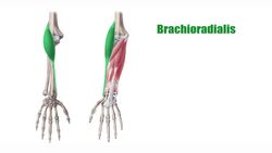 Radial muscles of the forearm Instructional Video