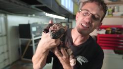 The Hila Monster: The Most Dangerous Lizard in the World Instructional Video