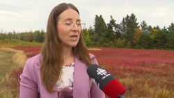 N.S. wild blueberry crops taking hit from drought News Clip