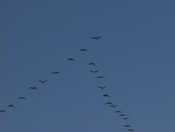 Primavera: plantas y animales en primavera Instructional Video