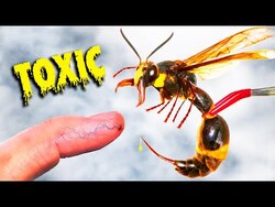 Stung by Meanest Japanese Wasp! Instructional Video