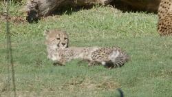 Taking Care of Four Cheetah Cubs Is Tough For This Adorable Mother Instructional Video