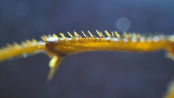 Legs of an Insect Stock Footage