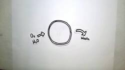 Cell Size Instructional Video