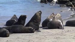 Sea lions at a beach Stock Footage
