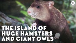 The Island of Huge Hamsters and Giant Owls Instructional Video
