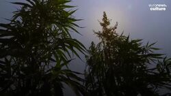 Biden pardons weed convicts: how does legality in Europe compare? News Clip