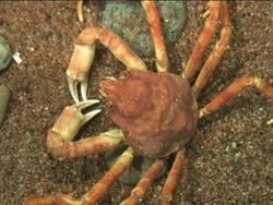 The Classification of Organisms: Basis for Classification Instructional Video