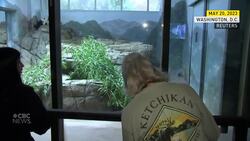 U.S. zoo says farewell as 'iconic' pandas head to China News Clip