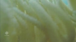 Great Barrier Reef bleached for 2nd year in a row News Clip