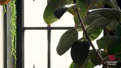 A Love Letter To Plants | The Plant Doctor Instructional Video