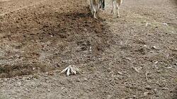 Manual ploughing with white oxen and wooden plough Stock Footage