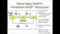 FerredoxinNADP+ Reductase Generation of NADPH Instructional Video