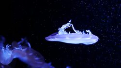 Close-up Jellyfish, Medusa in fish tank with neon light. Stock Footage