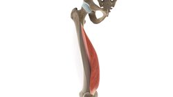 Vastus medialis muscle 3D Instructional Video
