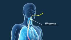 Digestive System Instructional Video