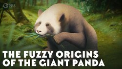 The Fuzzy Origins of the Giant Panda Instructional Video