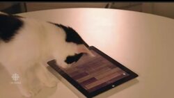 Smile for the 'Cat-mera' News Clip