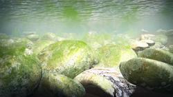 How toxic blue-green algae can poison dogs Instructional Video