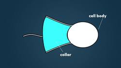 Getting to Know Our Single-Celled Ancestors Instructional Video