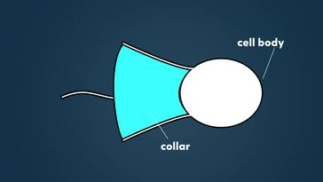 Getting to Know Our Single-Celled Ancestors