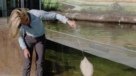 Whoa! Check Out How a Stingray Eats