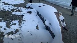 CBC Atlantic Tonight February 18, 2024 News Clip