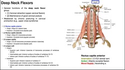 Deep Neck Flexor Group | Anatomy, Structure, and Functions [OINAs] Instructional Video
