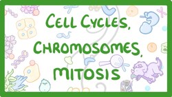 GCSE Biology - Cell cycles, Chromosomes & Mitosis #69 Instructional Video