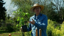 Transplanting Tomato Starts for a Healthier Harvest - Mobile Minute Instructional Video