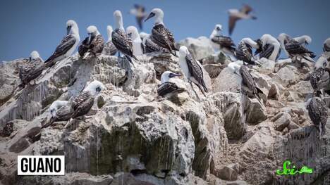 The First Conservation Efforts Protected… Poop?!