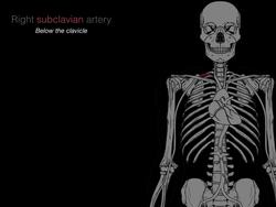Systemic arteries Instructional Video