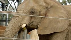 Mila the Elephant is a Beautiful Transfer from New Zealand Instructional Video