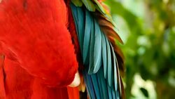 Close up of Red Amazon Scarlet Macaw parrot or Ara macao, in tropical jungle forest. Wildlife Colorful selective focus portrait of bird with vibrant feathers from exotic nature. Stock Footage
