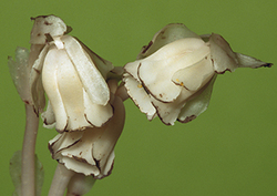 Parasitic Plants Instructional Video