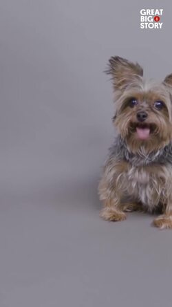 Smoky the Yorkie, WWII's tiniest hero Instructional Video
