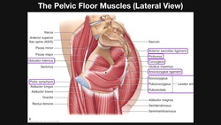 The Pelvic Floor Muscles (Part 2) | Origins, Insertions, Actions, Etc. Instructional Video
