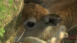 Every Lechwe Birth is Extremely Important Instructional Video