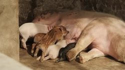 Pigs on a pig farm in China News Clip