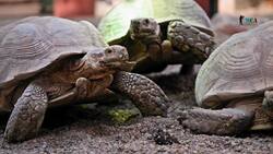 Turtle Conservation in the Seychelles Instructional Video