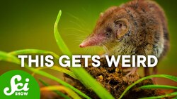 Sometimes…Jellyfish Live on Land Instructional Video