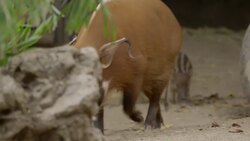 Adorable Footage Shows Red River Hog Piglets Exploring a Brand New World Instructional Video