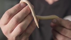 Slimmest Lizard Instructional Video