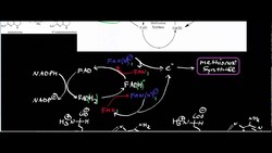 Corrin/B12 Biochemistry: Methionine Synthase Reductase Instructional Video