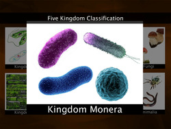 Introduction to Kingdom Monera Instructional Video