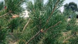 How to Keep a Christmas Tree from Shedding Instructional Video