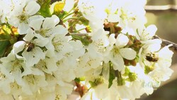 Cherry Orchards in Full Bloom Instructional Video