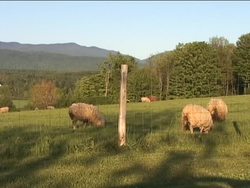 Spring: Introduction Instructional Video