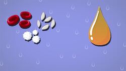 I WONDER - What Is Blood Made Of? Me Pregunto - De Qué Está Hecha La Sangre? Instructional Video